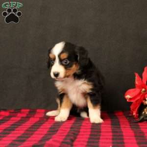 Oaklee, Mini Bernedoodle Puppy